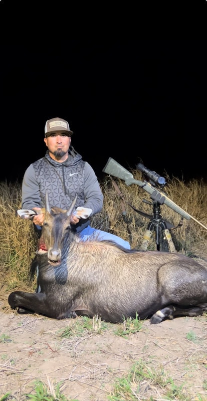 Nilgai hunting South Texas