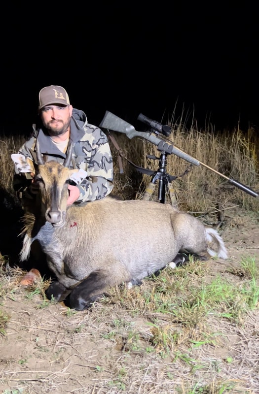 Nilgai bull South Texas