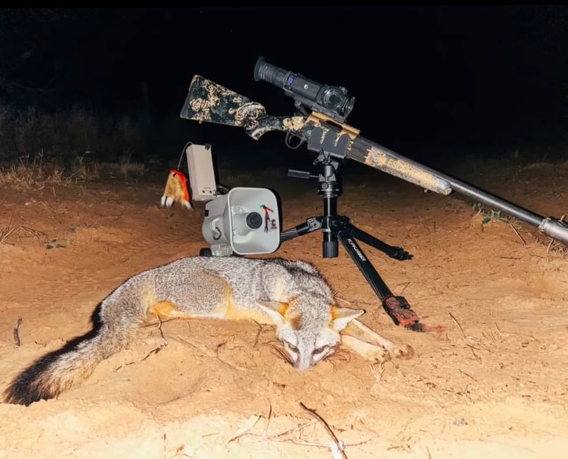 Predator hunt guided