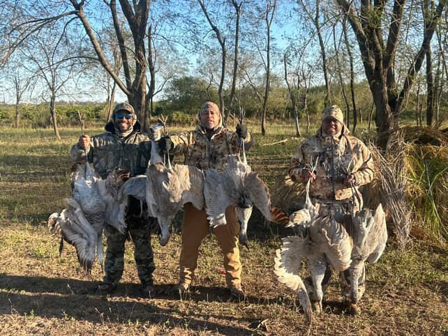 Sandhill crane hunting South Texas