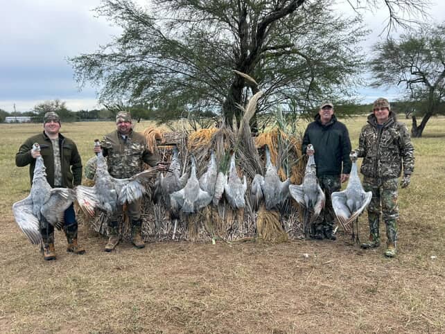 Sandhill crane South Texas